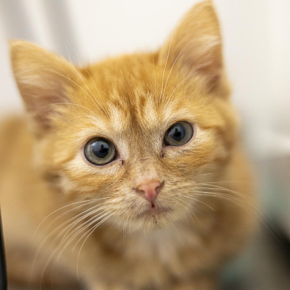 **Cat Cafe** Pluto, a Adoptable Domestic Short Hair in Topeka, KS image 2/3