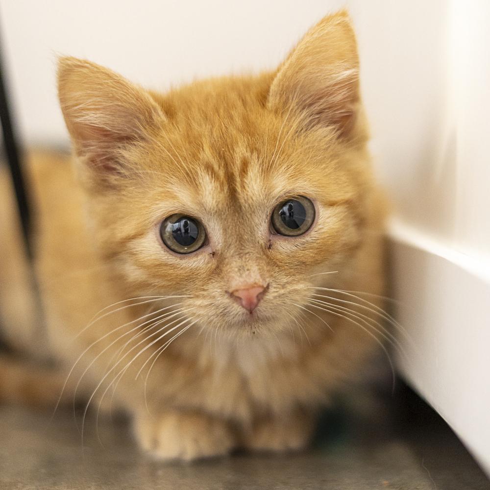 **Cat Cafe** Pluto, a Adoptable Domestic Short Hair in Topeka, KS image 3/3