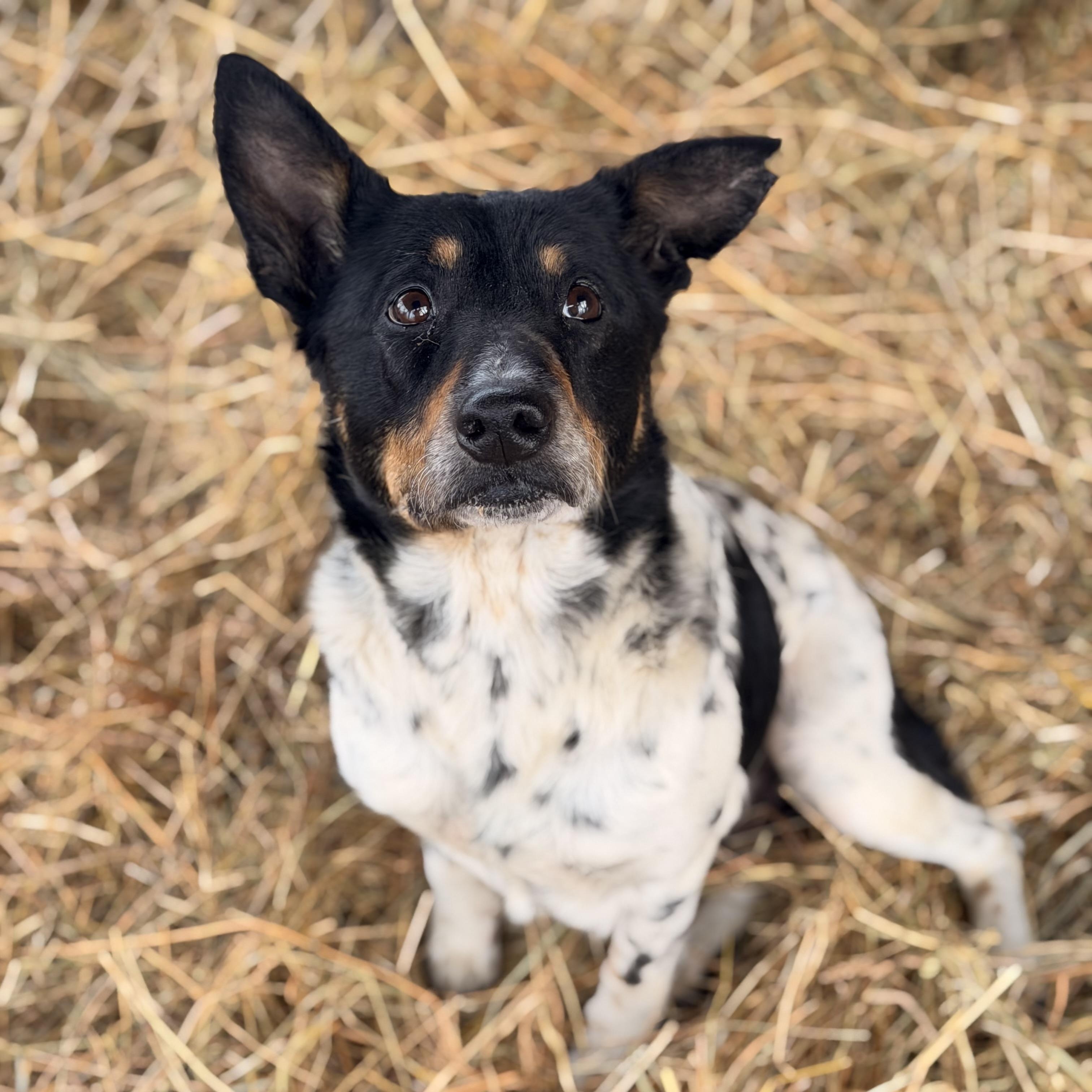 Enlarge Storm, an adopted Australian Cattle Dog / Blue Heeler in Lawrenceburg, KY image 1/1