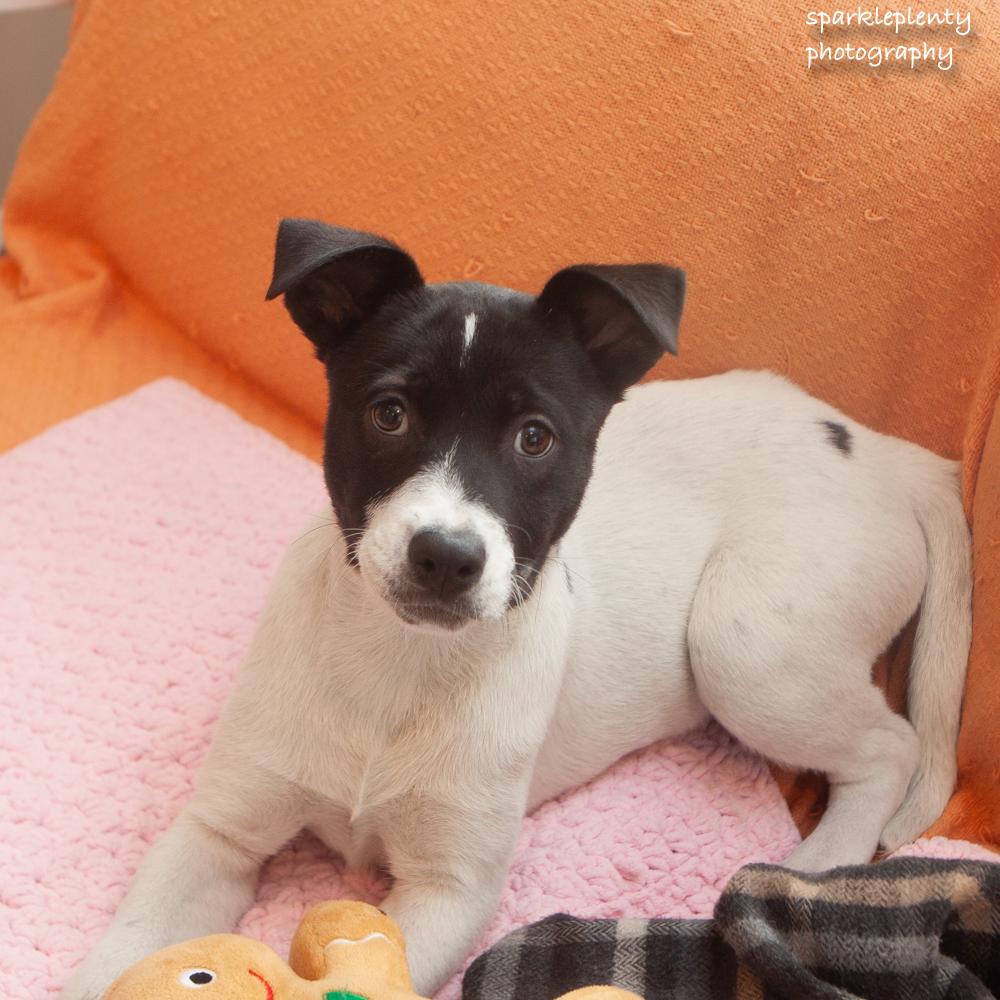 Paper Clip, an adopted Mixed Breed in Ridgefield, CT image 1/3