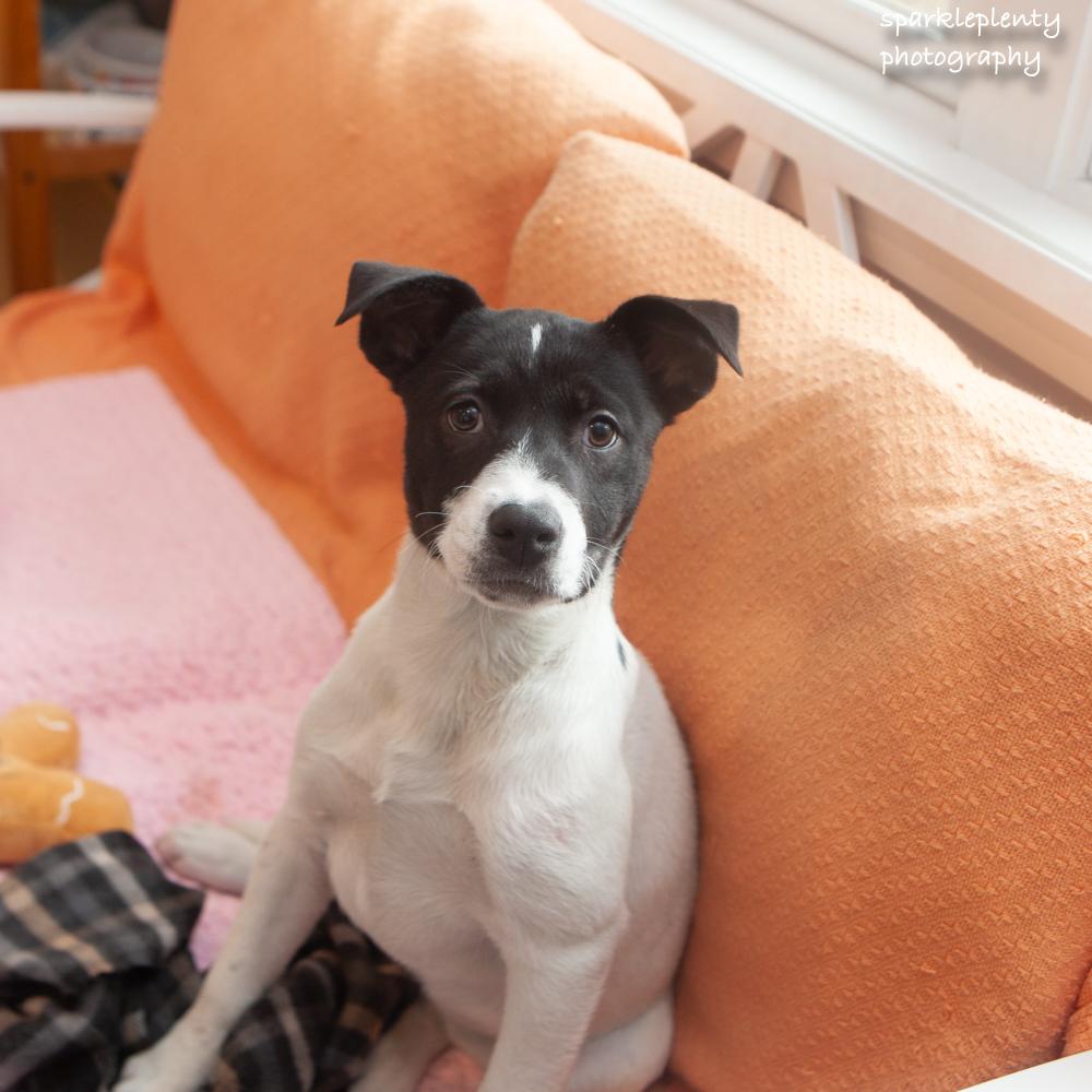 Paper Clip, an adopted Mixed Breed in Ridgefield, CT image 3/3