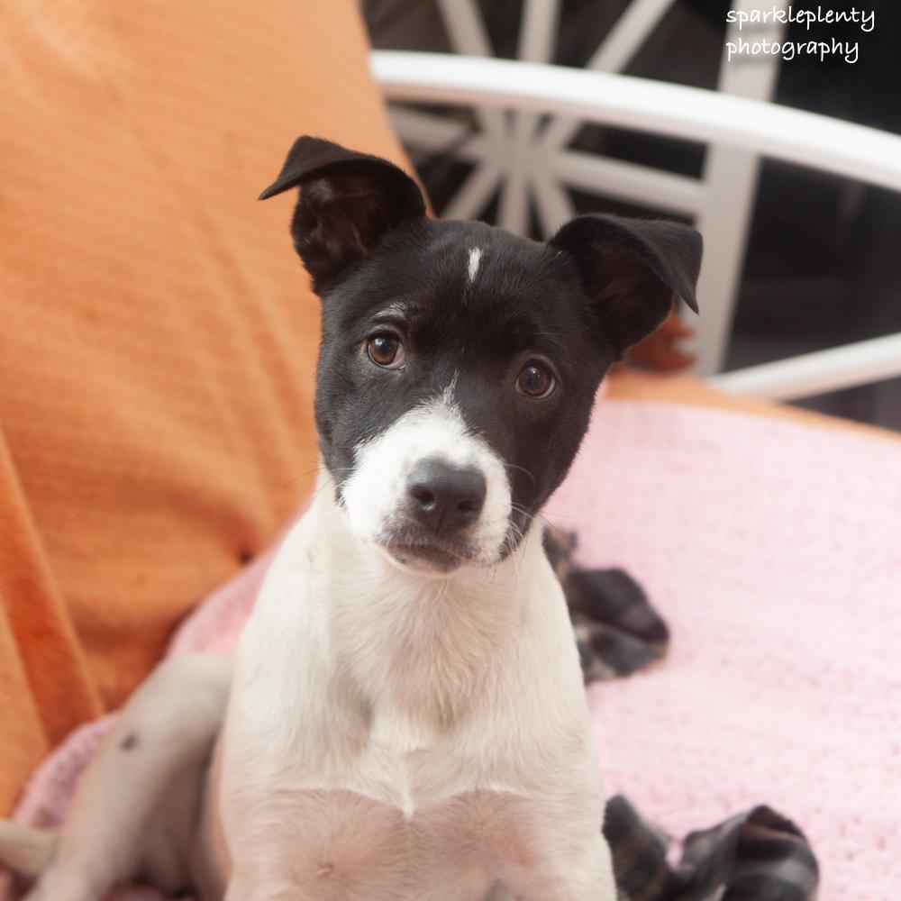 Paper Clip, an adopted Mixed Breed in Ridgefield, CT image 2/3