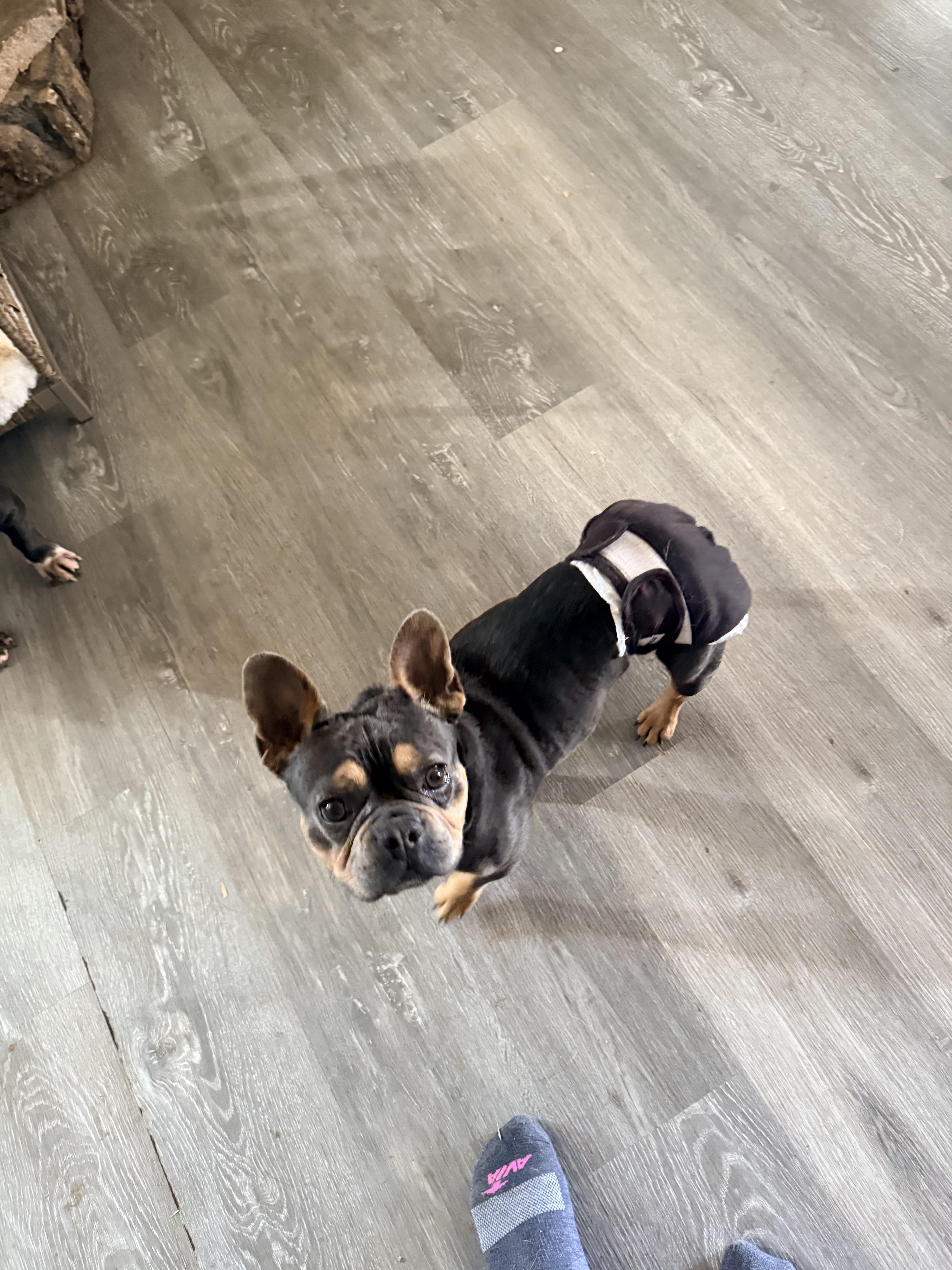 Enlarge Hondo, a ADOPTABLE French Bulldog in valley springs, CA image 4/4