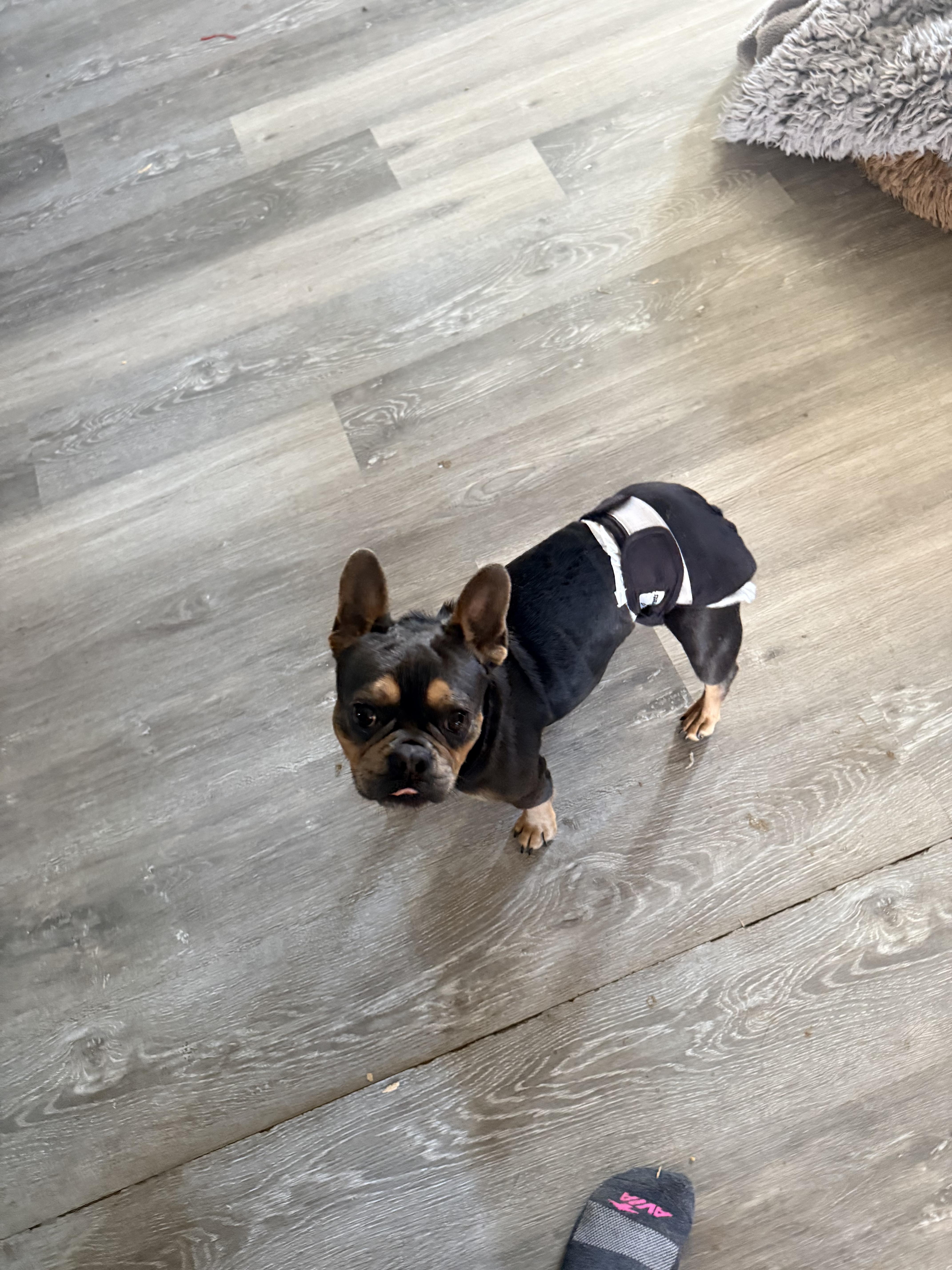 Enlarge Hondo, a ADOPTABLE French Bulldog in valley springs, CA image 2/4