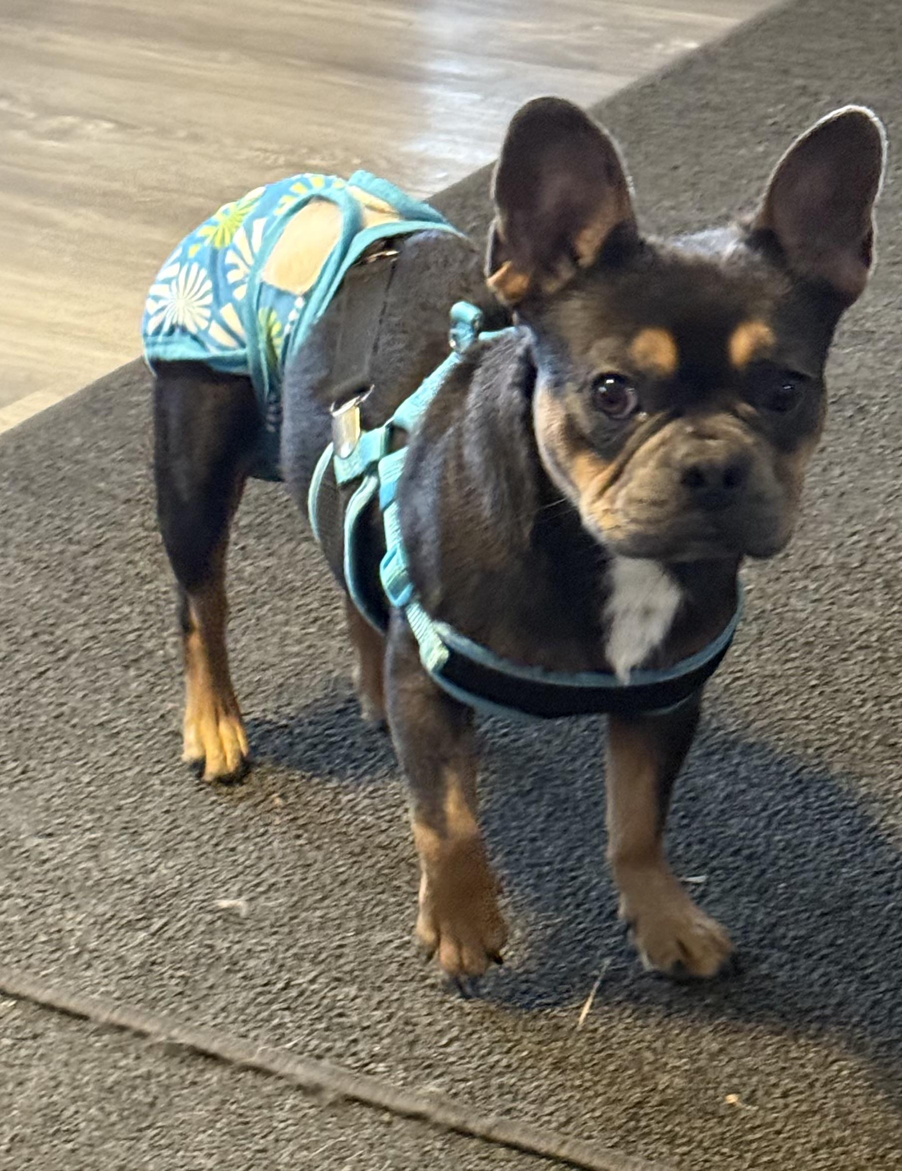 Hondo, ADOPTABLE, Adult Male French Bulldog.