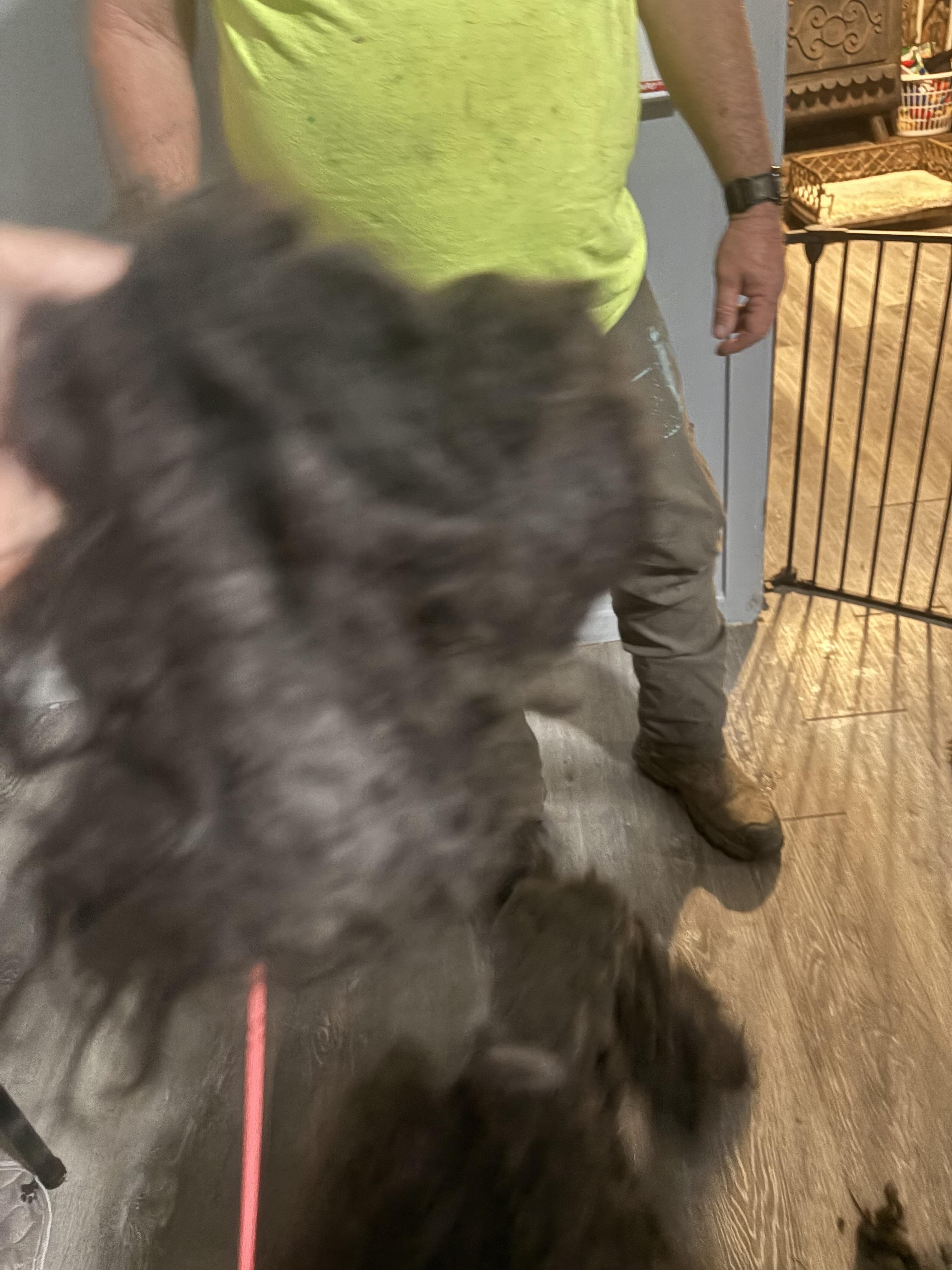 Enlarge Hondo, a ADOPTABLE French Bulldog in valley springs, CA image 3/4