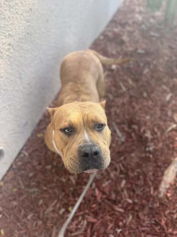 Enlarge Shakshuka, a Adoptable mixed breed in San Diego, CA image 1/1
