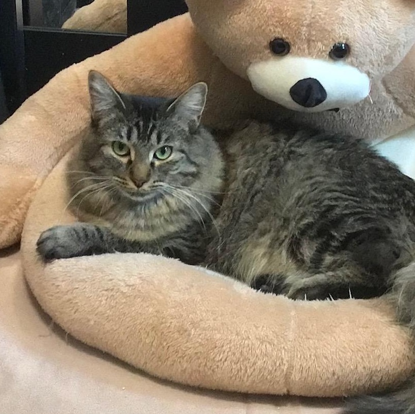 Coco (with Lola), Adoptable, Adult Female Domestic Medium Hair.