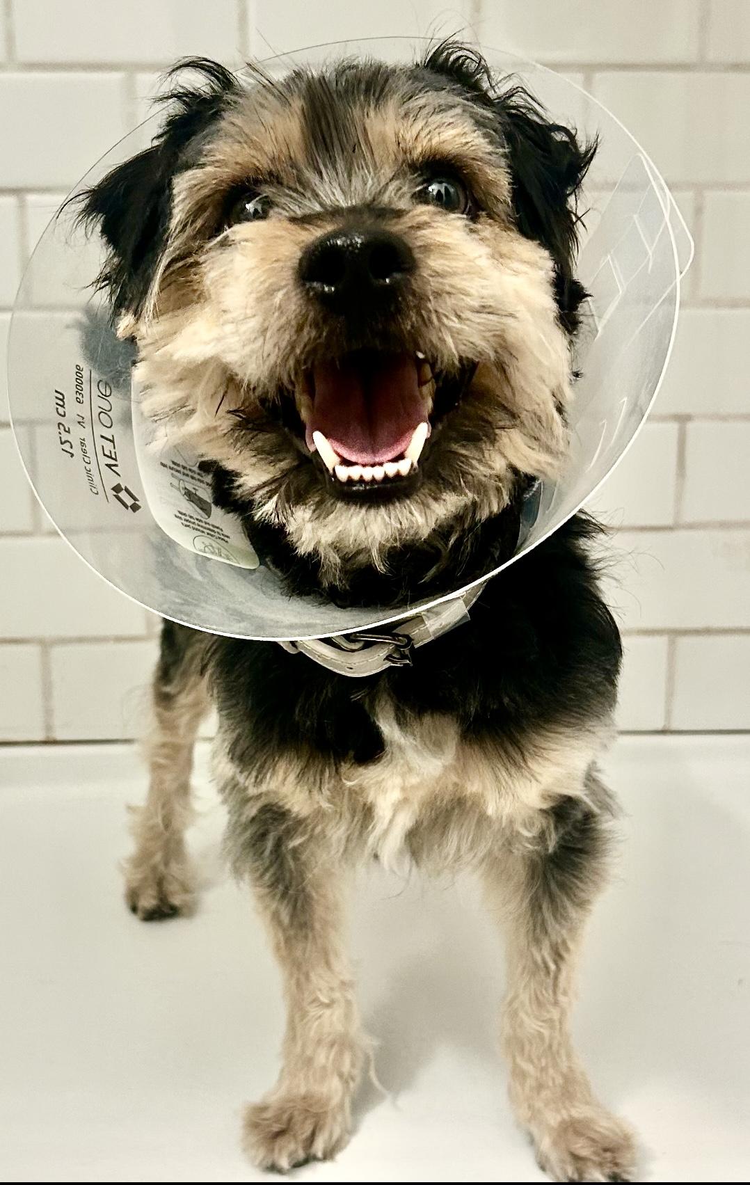 Tyler (Hypoallergenic), Young Male Miniature Schnauzer