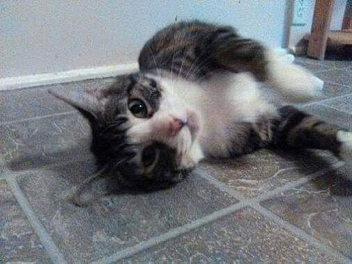 StanLee, Adoptable, Adult Male Domestic Short Hair & Bengal.