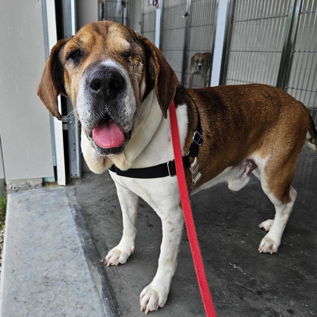 Chuck *Foster to Adopt Me!, a Adoptable mixed breed in Dover, NH image 1/6