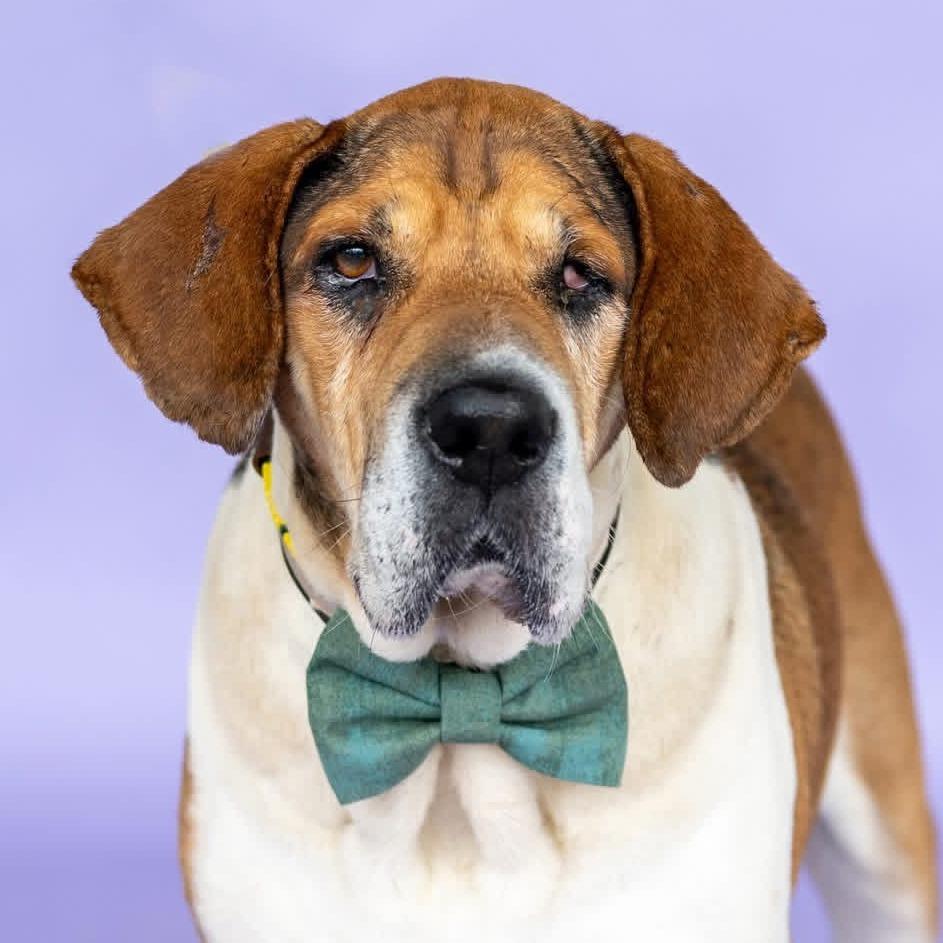Chuck *Foster to Adopt Me!, a Adoptable mixed breed in Dover, NH image 2/6