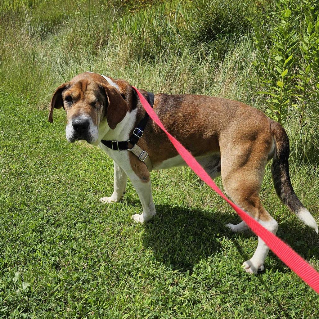 Chuck *Foster to Adopt Me!, a Adoptable mixed breed in Dover, NH image 3/6