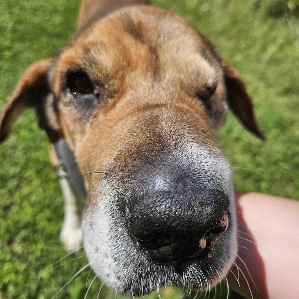 Chuck *Foster to Adopt Me!, a Adoptable mixed breed in Dover, NH image 4/6