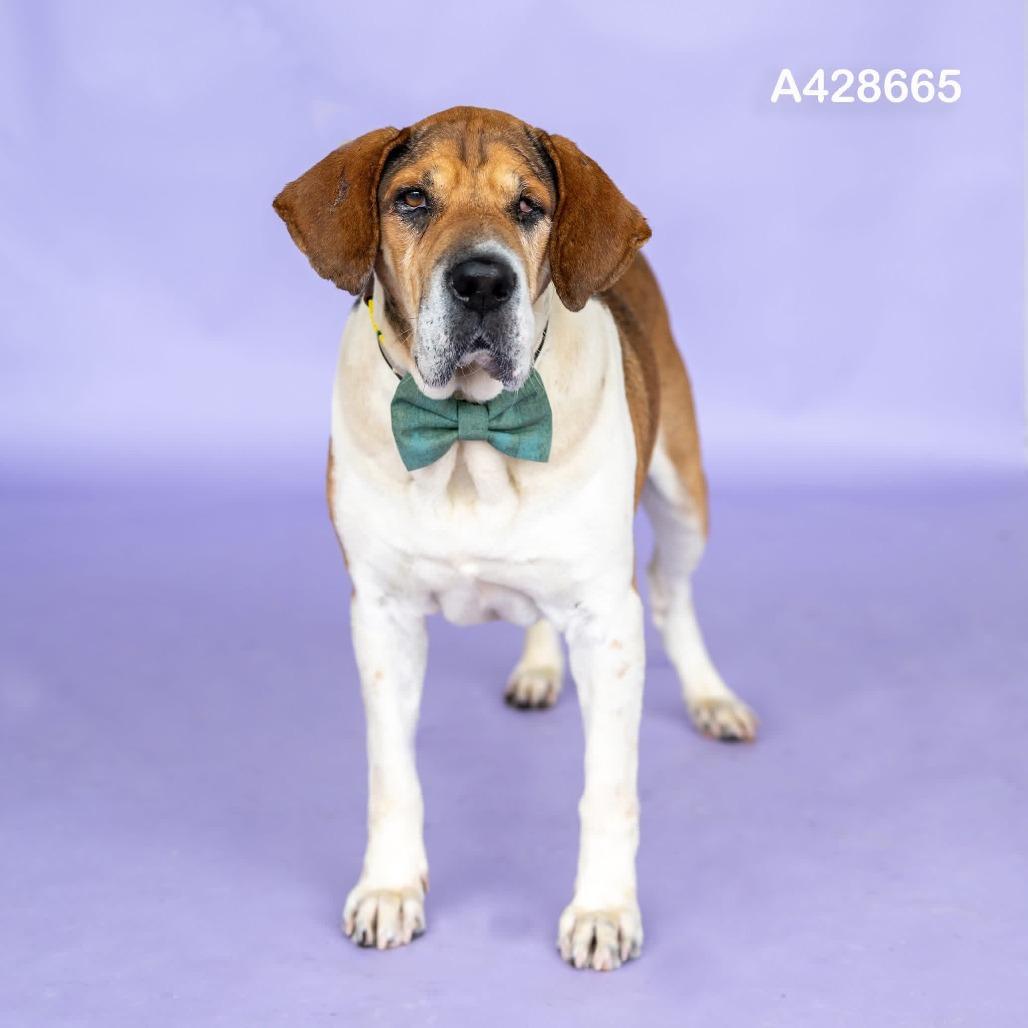 Chuck *Foster to Adopt Me!, a Adoptable mixed breed in Dover, NH image 5/6