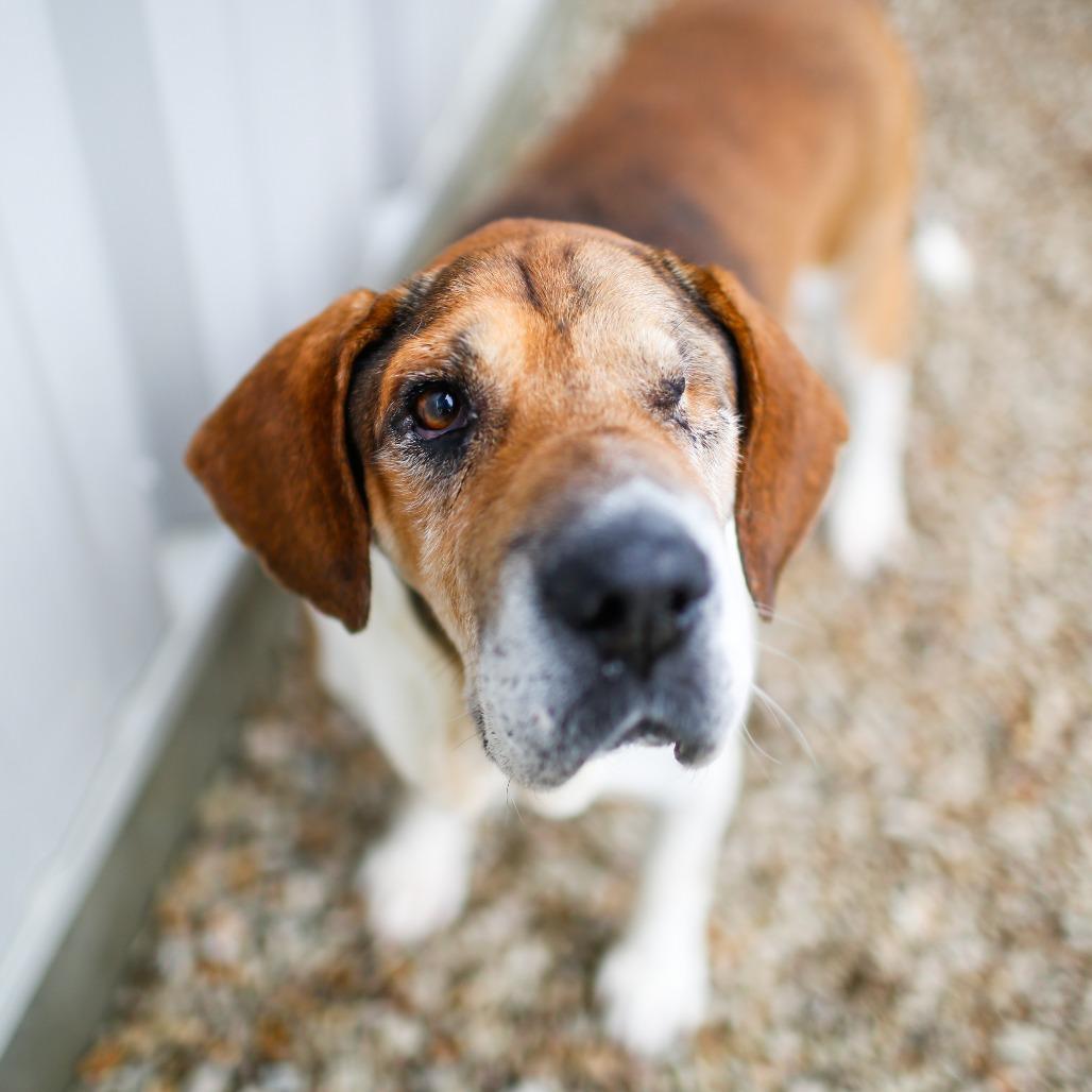 Chuck *Foster to Adopt Me!, a Adoptable mixed breed in Dover, NH image 6/6
