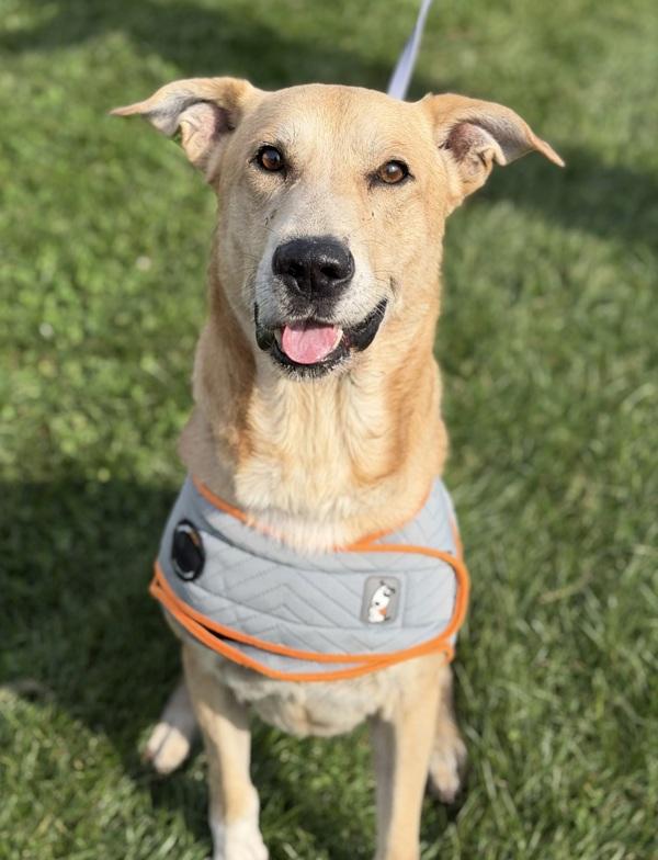 Enlarge Joe, a Adoptable mixed breed in Lancaster, OH image 1/2