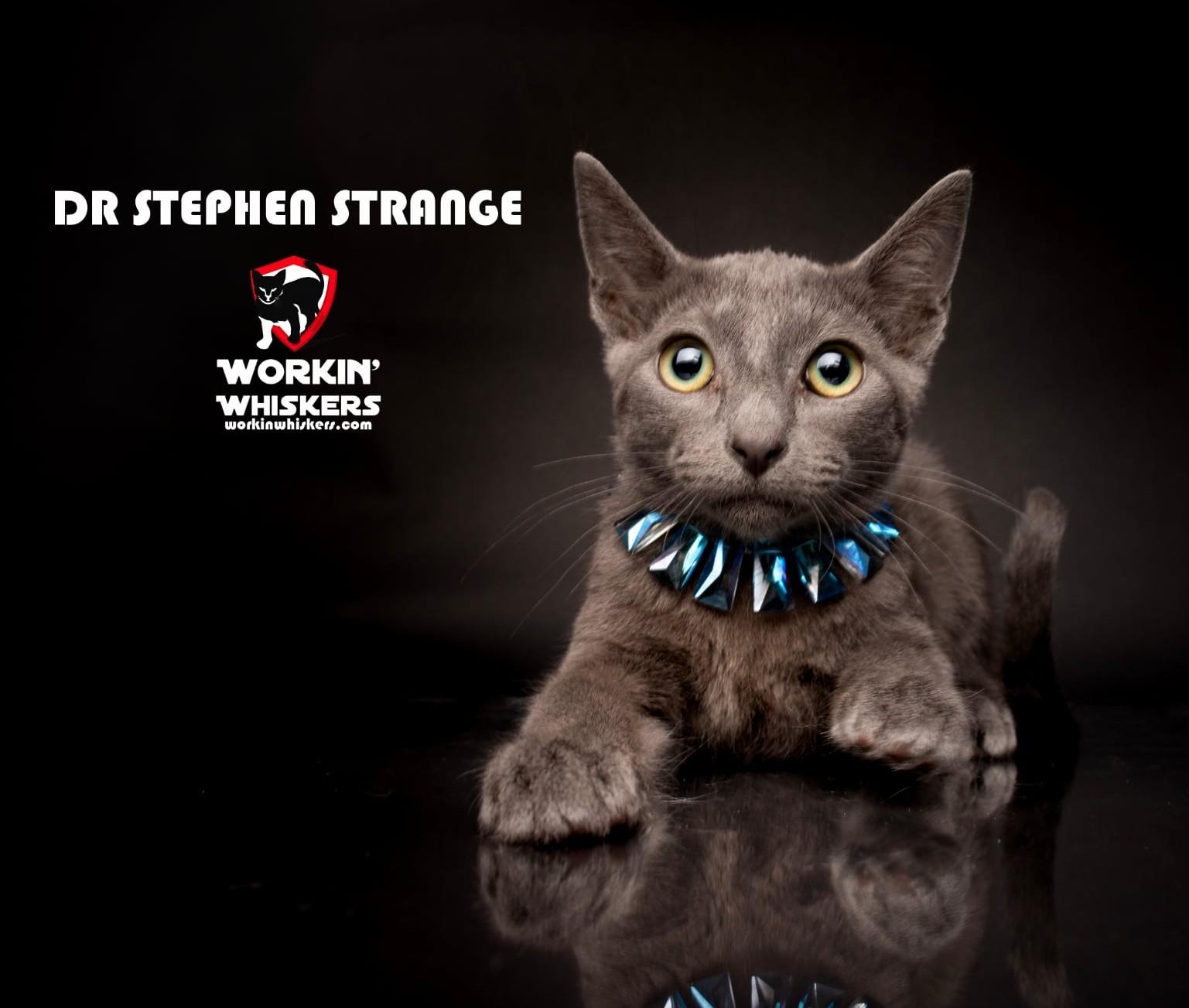 DR STEPHEN STRANGE, a Adoptable mixed breed in Murrieta, CA image 1/5
