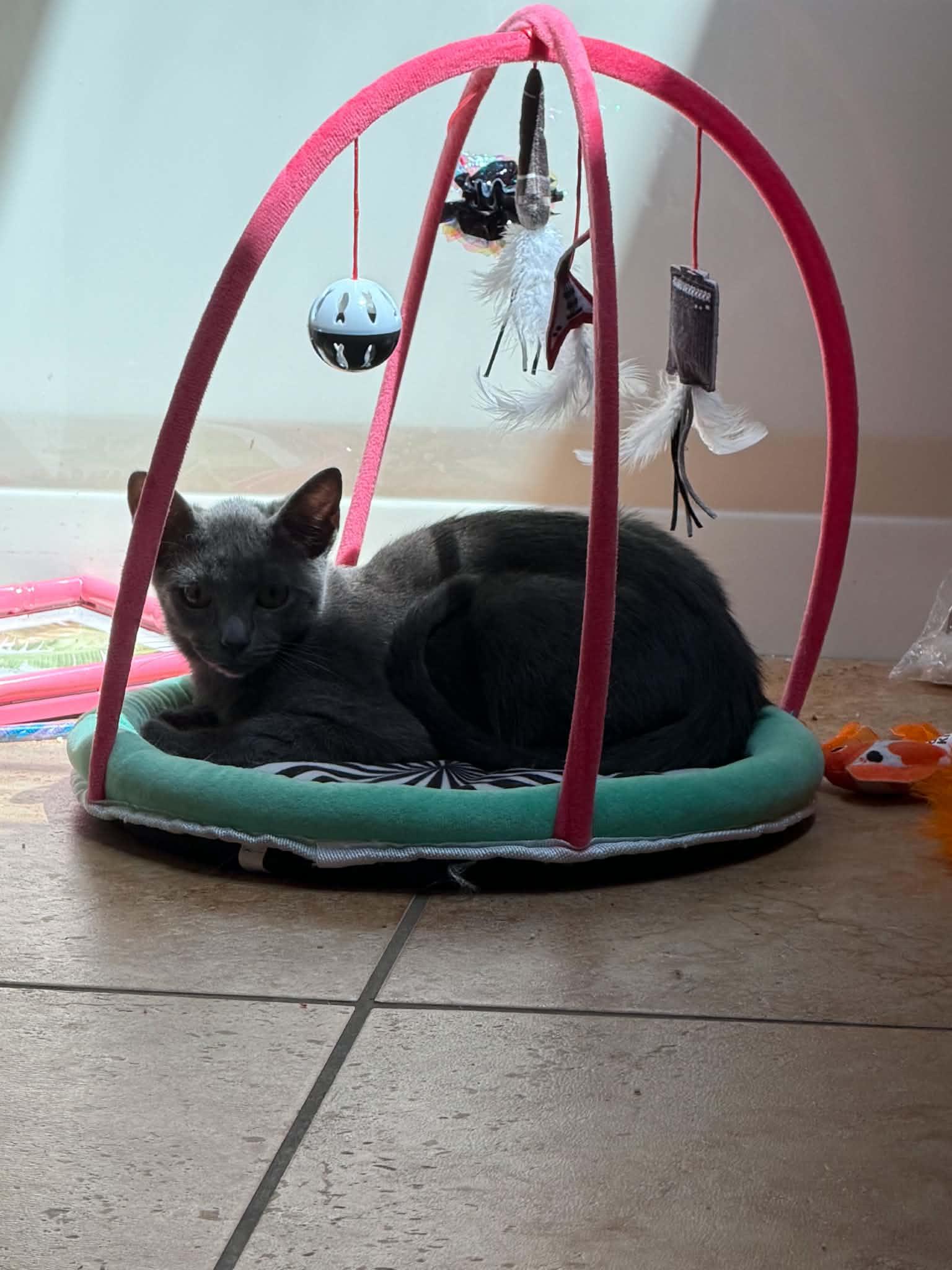 DR STEPHEN STRANGE, a Adoptable mixed breed in Murrieta, CA image 3/5