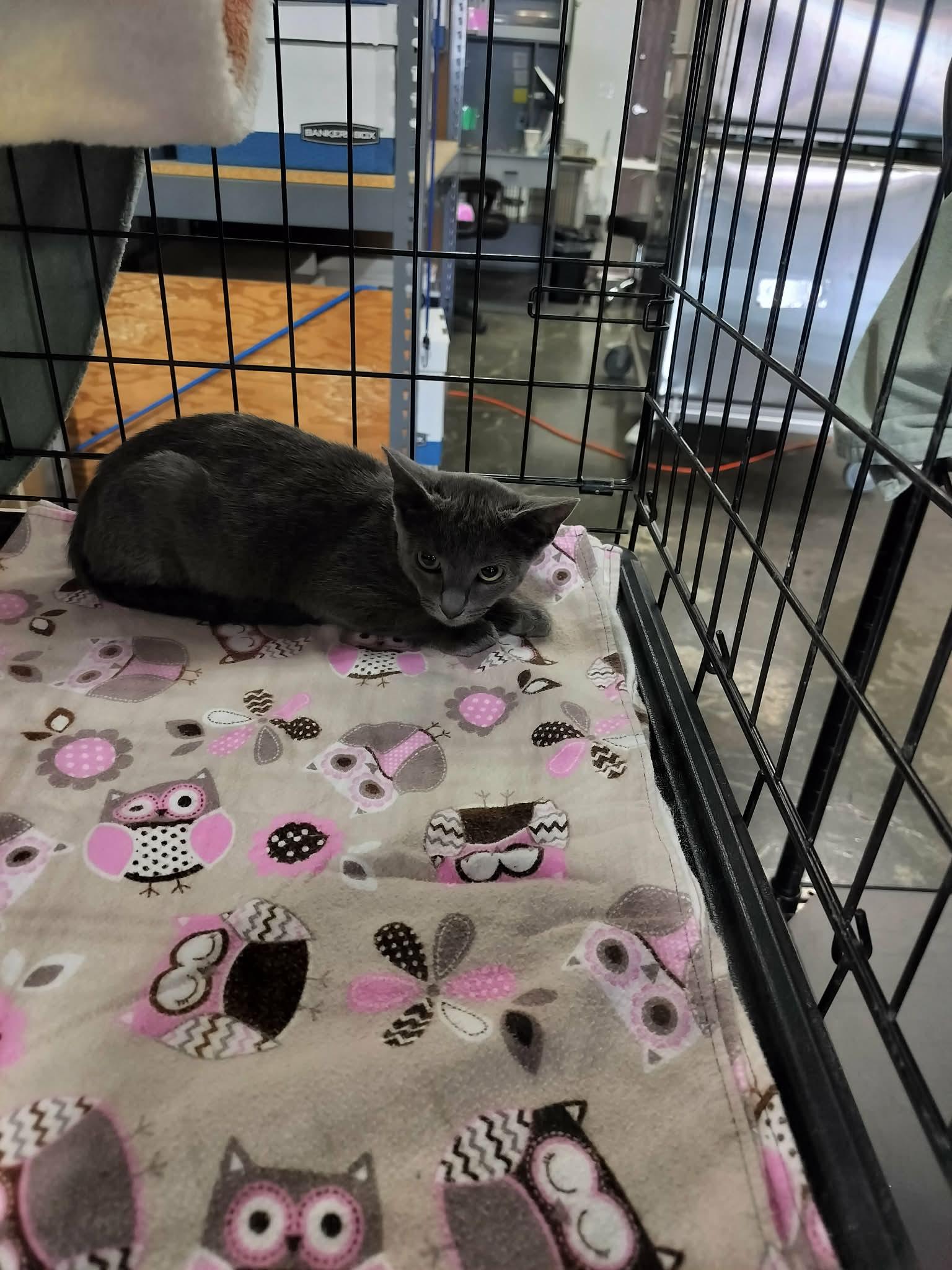 DR STEPHEN STRANGE, a Adoptable mixed breed in Murrieta, CA image 5/5