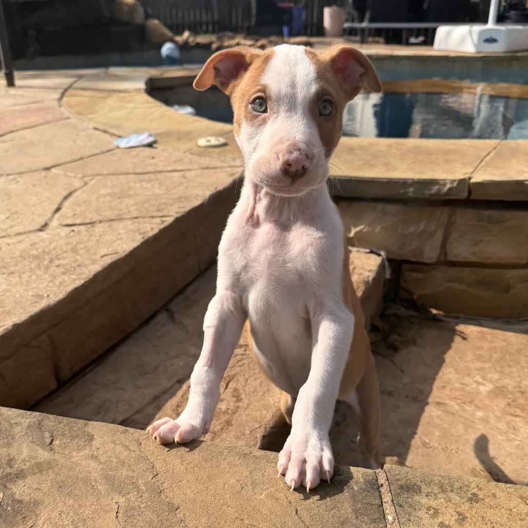 Enlarge Dublin Irish, a Adoptable Mixed Breed in Allen, TX image 1/6