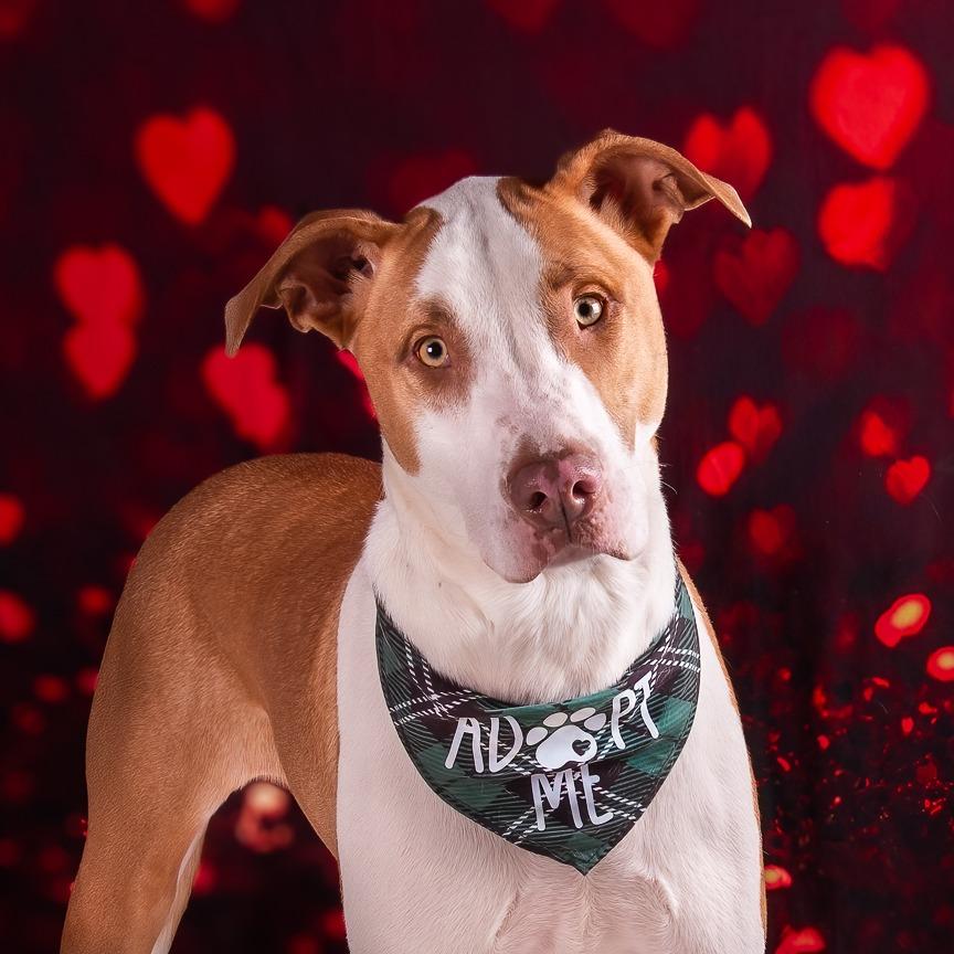 Dublin Irish, Adoptable, Young Male Mixed Breed.