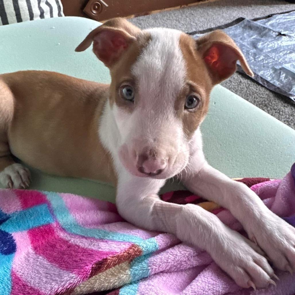 Enlarge Dublin Irish, a Adoptable Mixed Breed in Allen, TX image 3/6