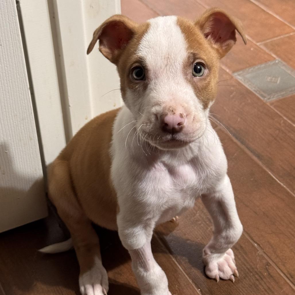 Enlarge Dublin Irish, a Adoptable Mixed Breed in Allen, TX image 5/6