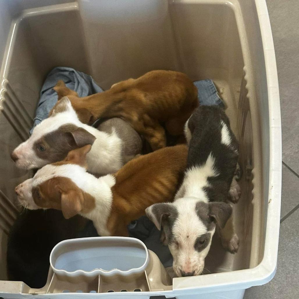 Enlarge Dublin Irish, a Adoptable Mixed Breed in Allen, TX image 6/6