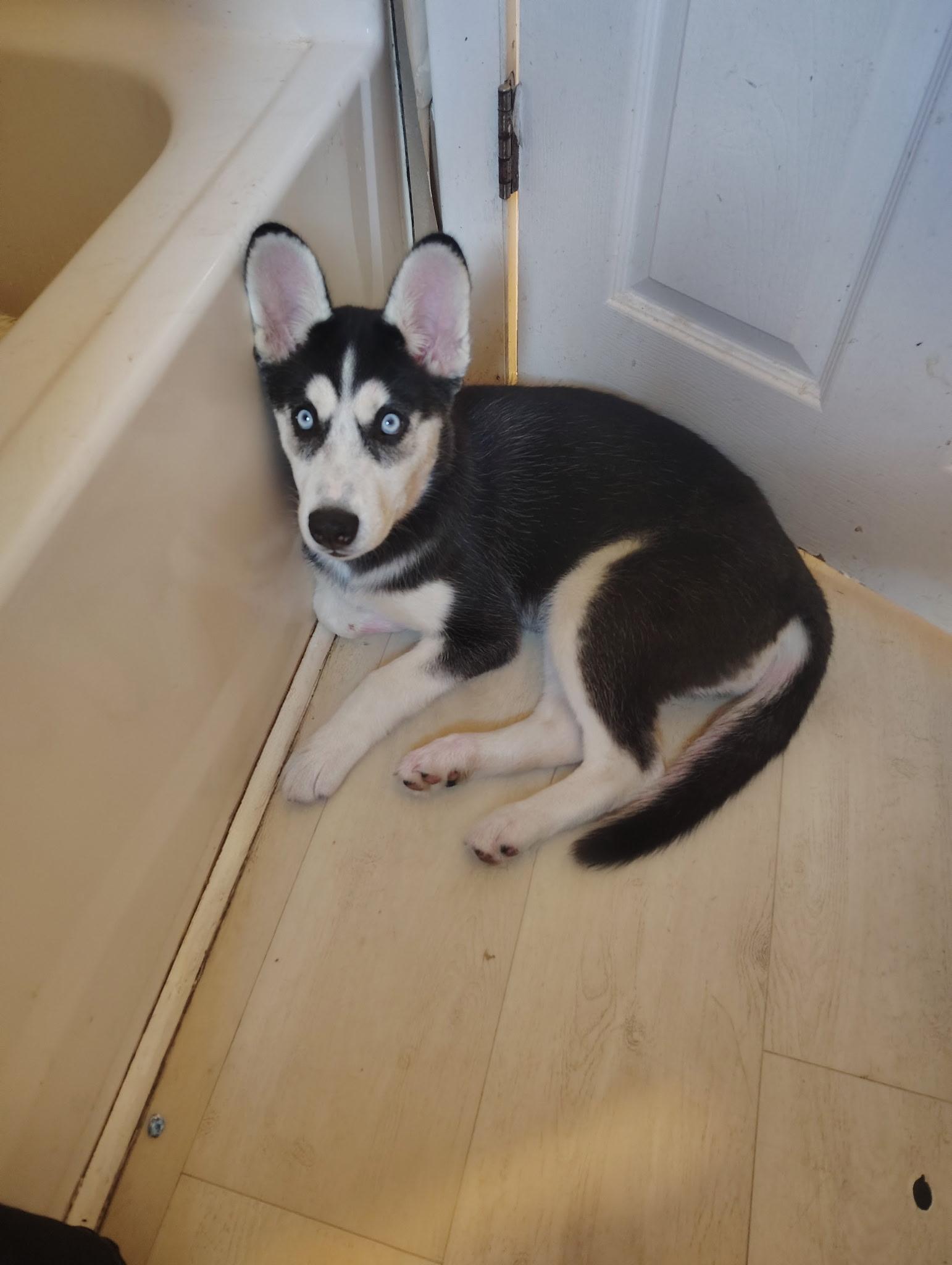 Bonita , adopted, Puppy Female Siberian Husky.