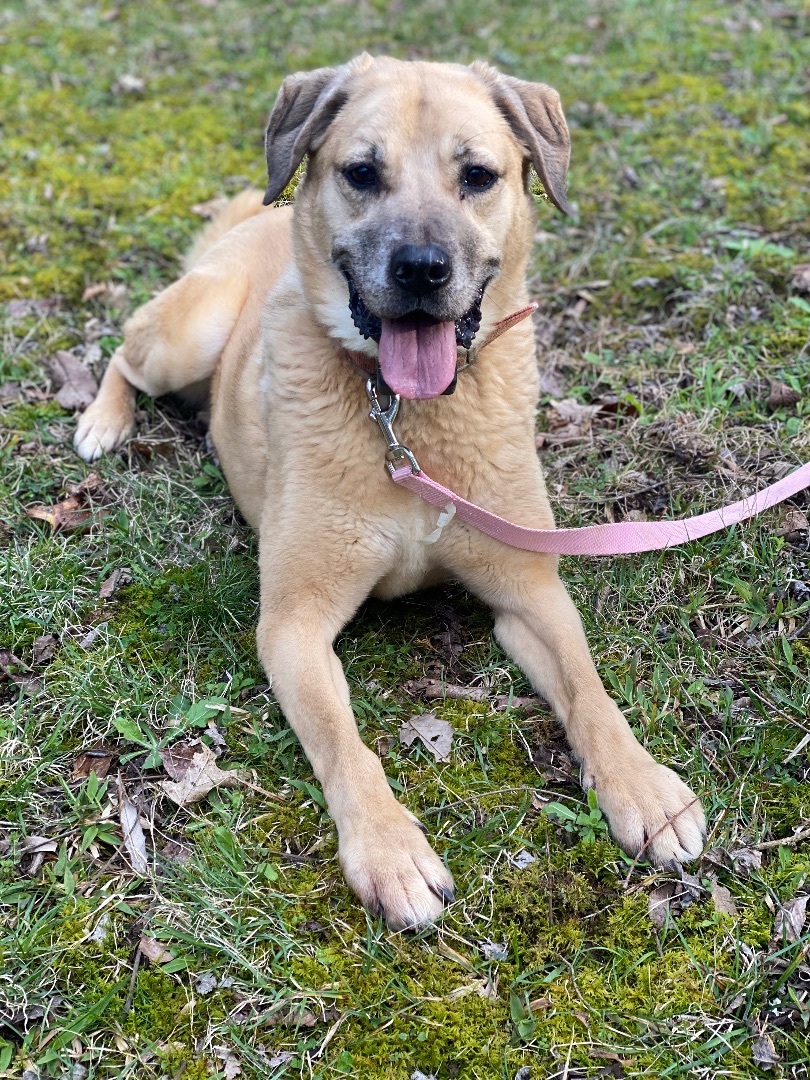 Lucy , a Adoptable mixed breed in Eagleville, TN image 1/5