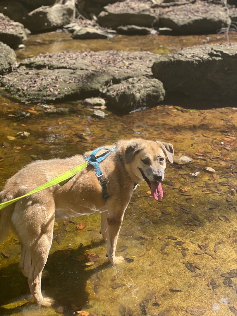 Lucy , a Adoptable mixed breed in Eagleville, TN image 2/5