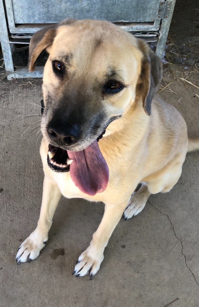 Lucy , a Adoptable mixed breed in Eagleville, TN image 3/5