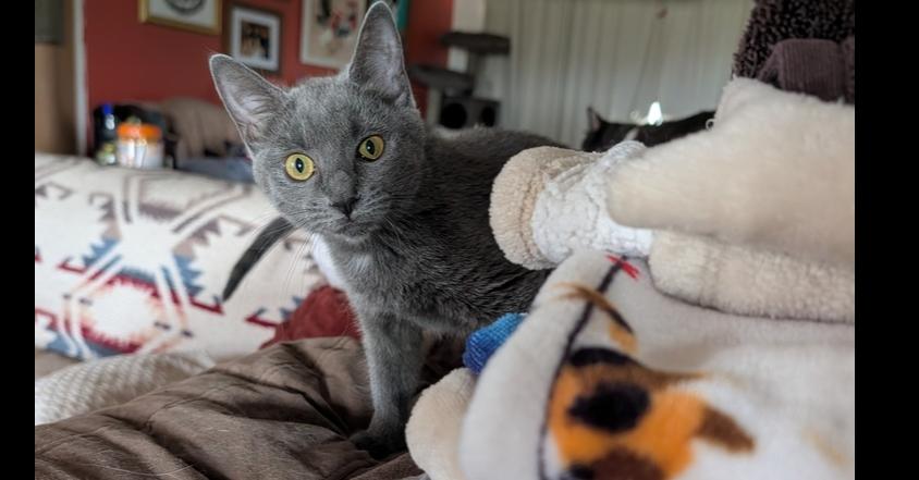 Beans, Adoptable, Kitten Female Domestic Short Hair.