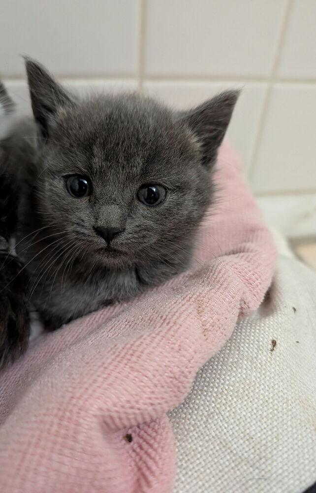 Enlarge Beans, a Adoptable Domestic Short Hair in Albuquerque, NM image 2/2