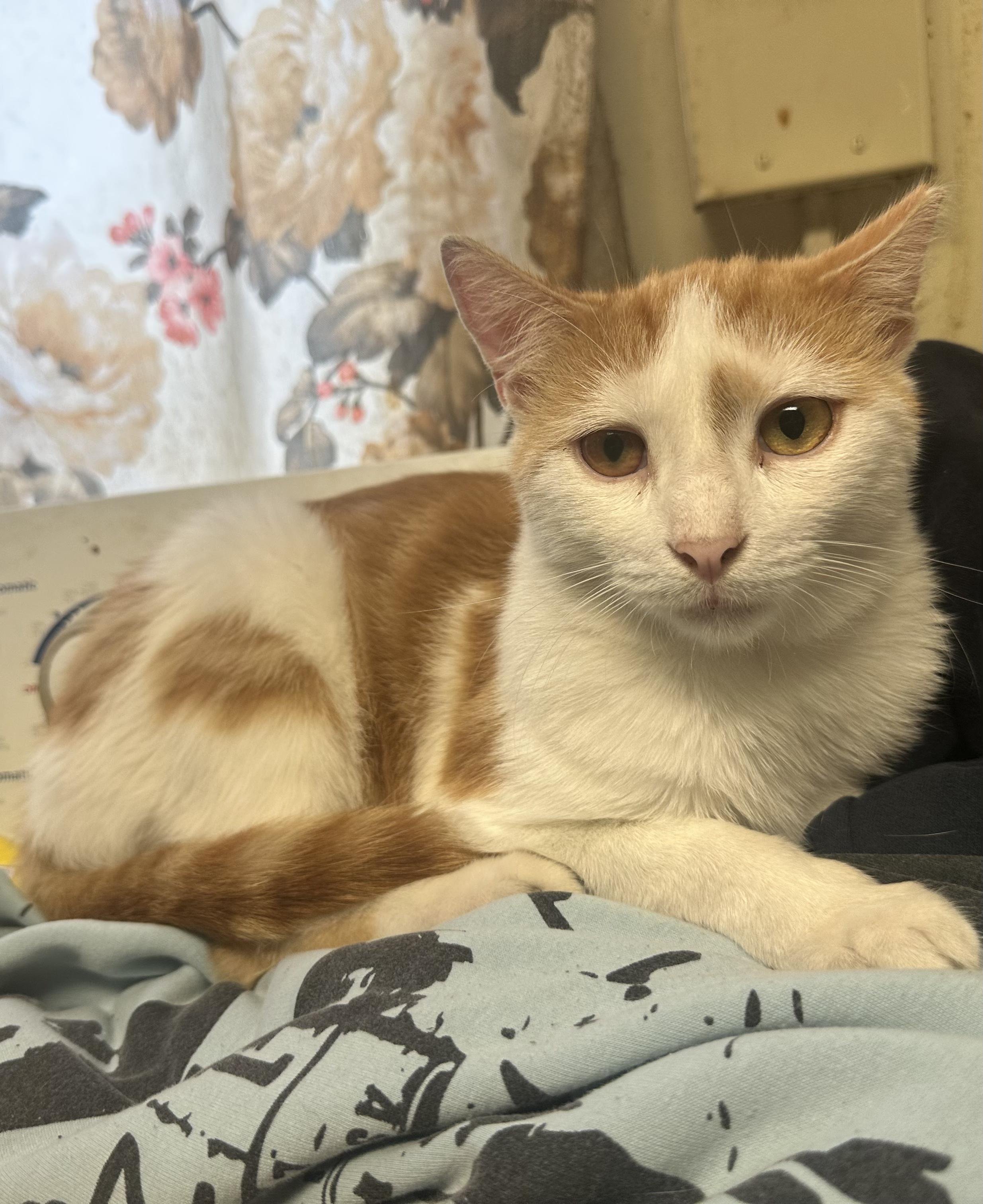 Enlarge Cedar, a Adoptable Domestic Short Hair in Inglewood, CA image 1/2