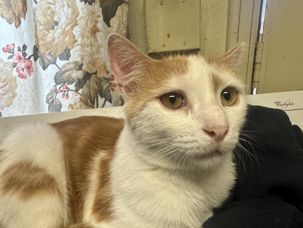 Enlarge Cedar, a Adoptable Domestic Short Hair in Inglewood, CA image 2/2