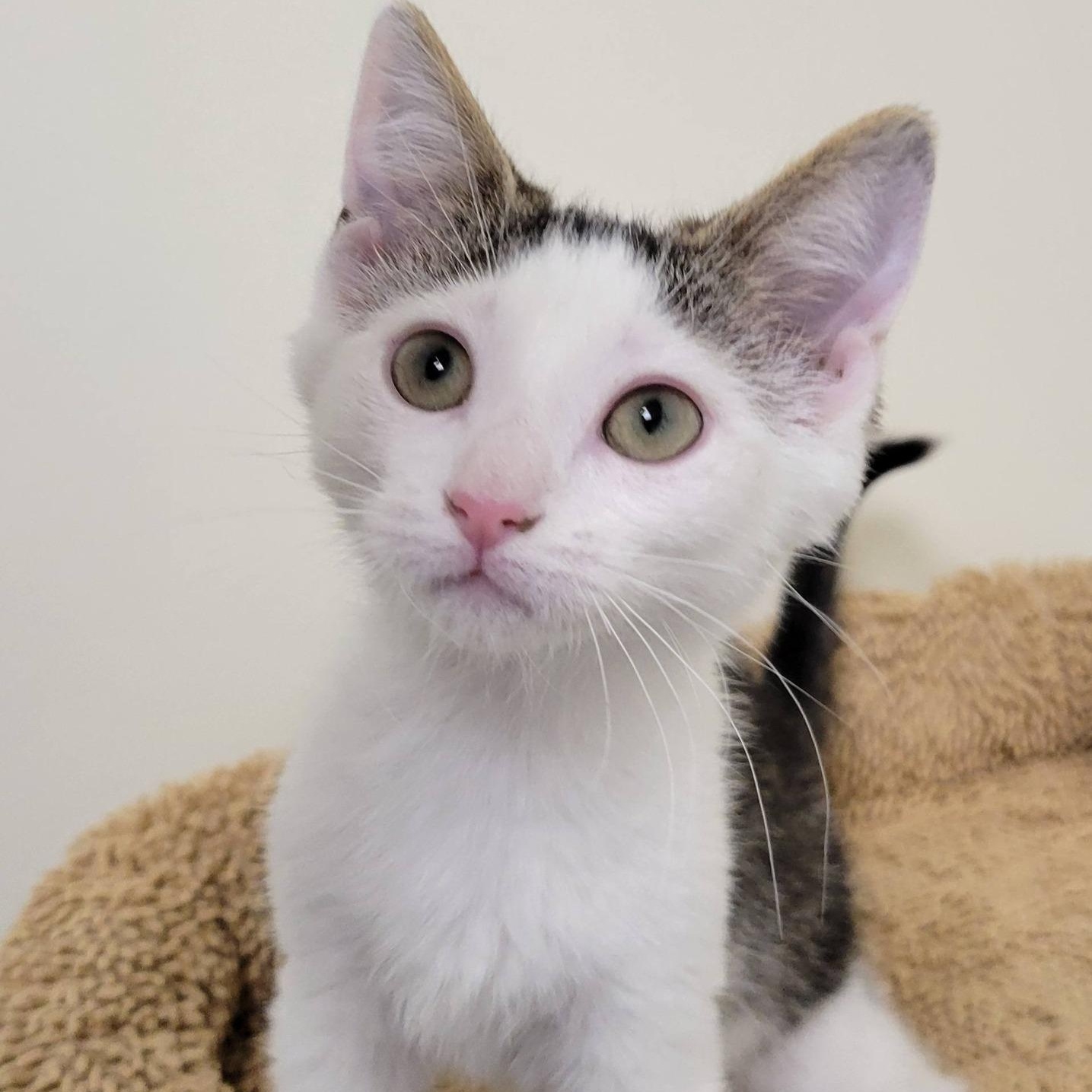 Enlarge Scarlett, a ADOPTABLE Tabby in Mazon, IL image 1/1