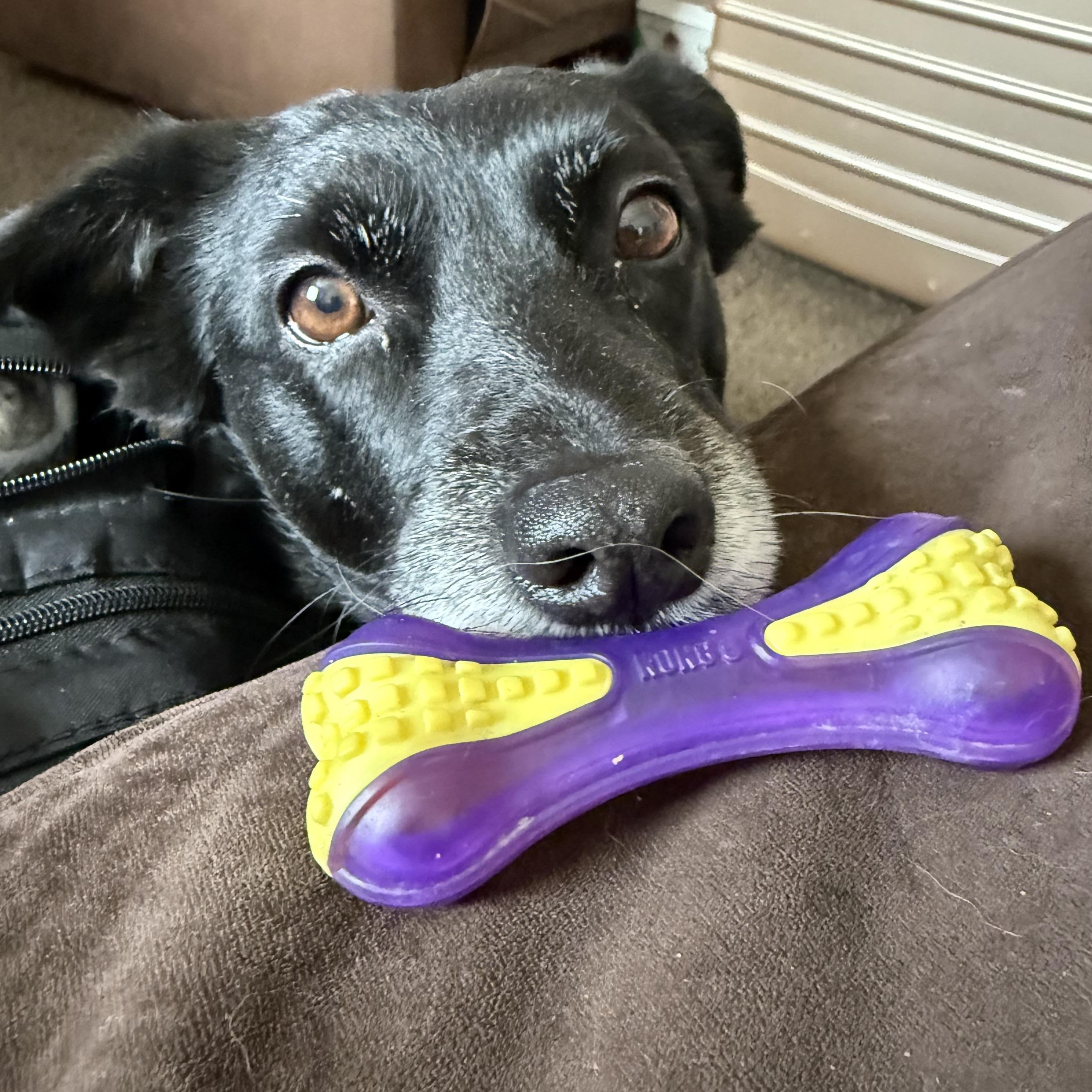 Beasley, adopted, Adult Female Black Labrador Retriever & Corgi.