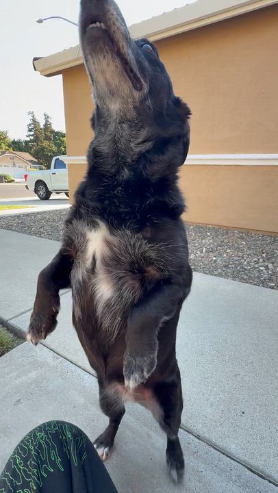 Enlarge Beasley, an adopted mixed breed in Davis, CA video 2/4