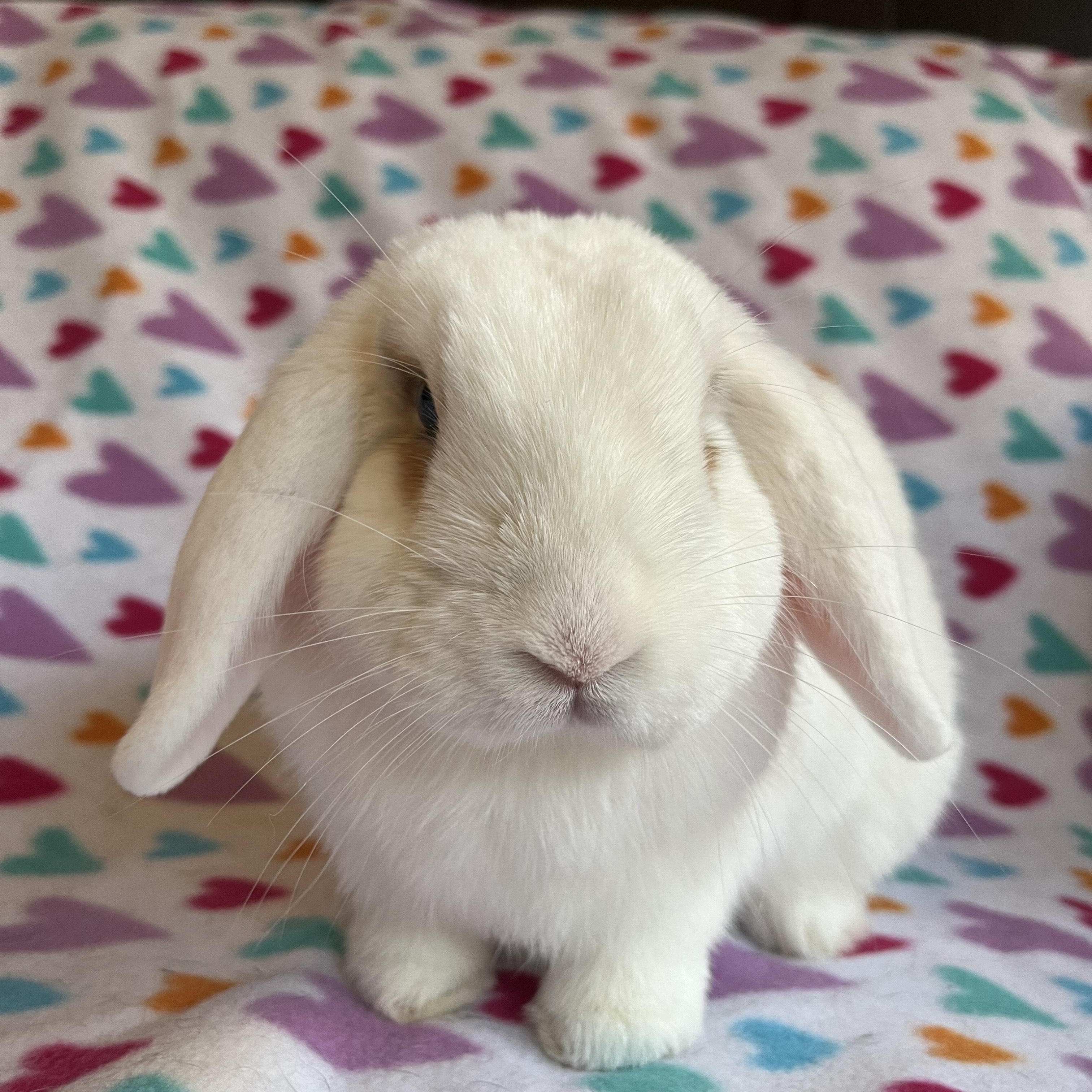 Enlarge Honeydew, a ADOPTABLE Mini Lop in Livermore, CA image 5/5
