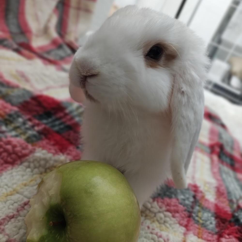 Honeydew, ADOPTABLE, Adult Female Mini Lop.