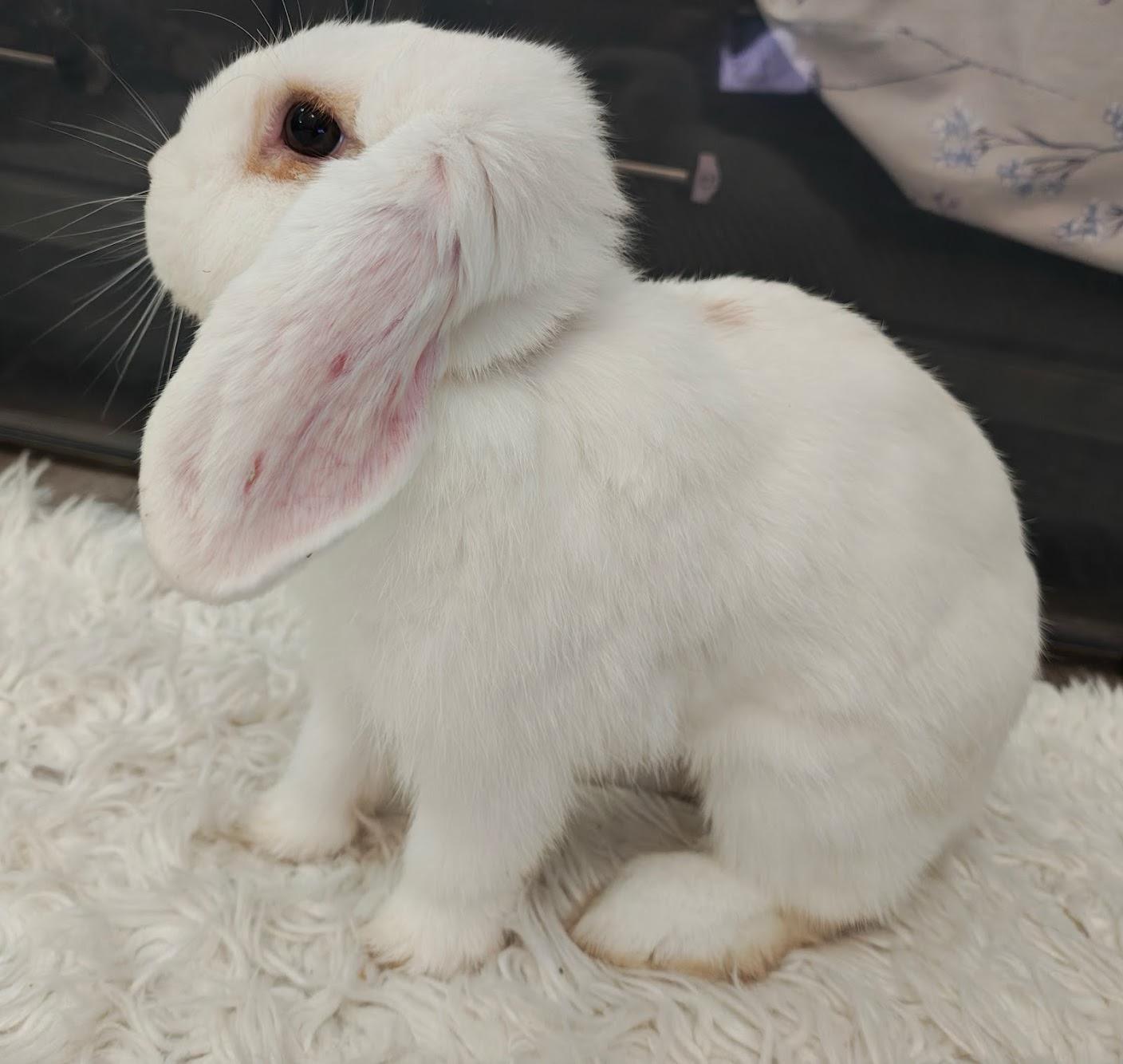 Enlarge Honeydew, a ADOPTABLE Mini Lop in Livermore, CA image 2/5