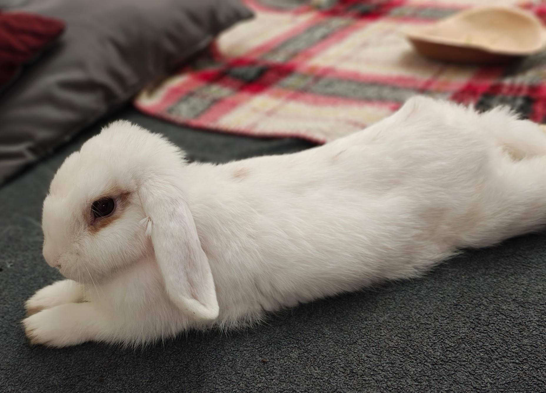 Enlarge Honeydew, a ADOPTABLE Mini Lop in Livermore, CA image 3/5