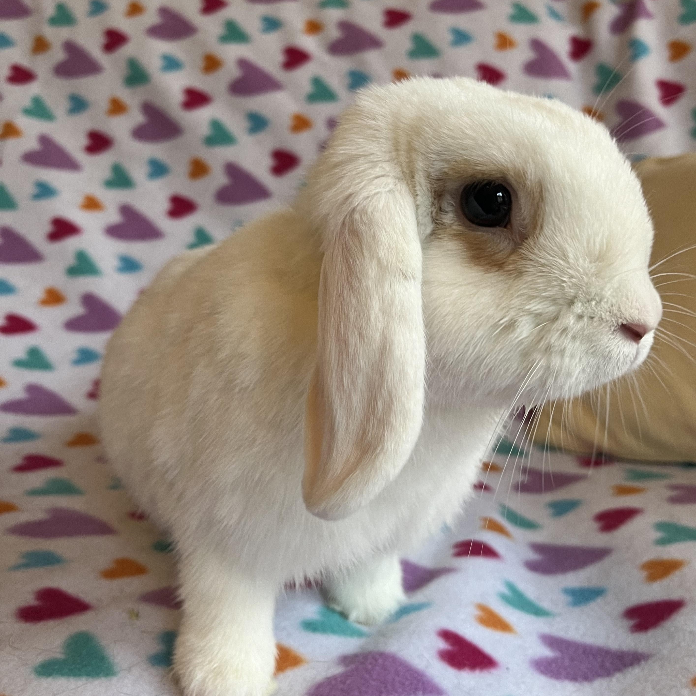 Enlarge Honeydew, a ADOPTABLE Mini Lop in Livermore, CA image 4/5