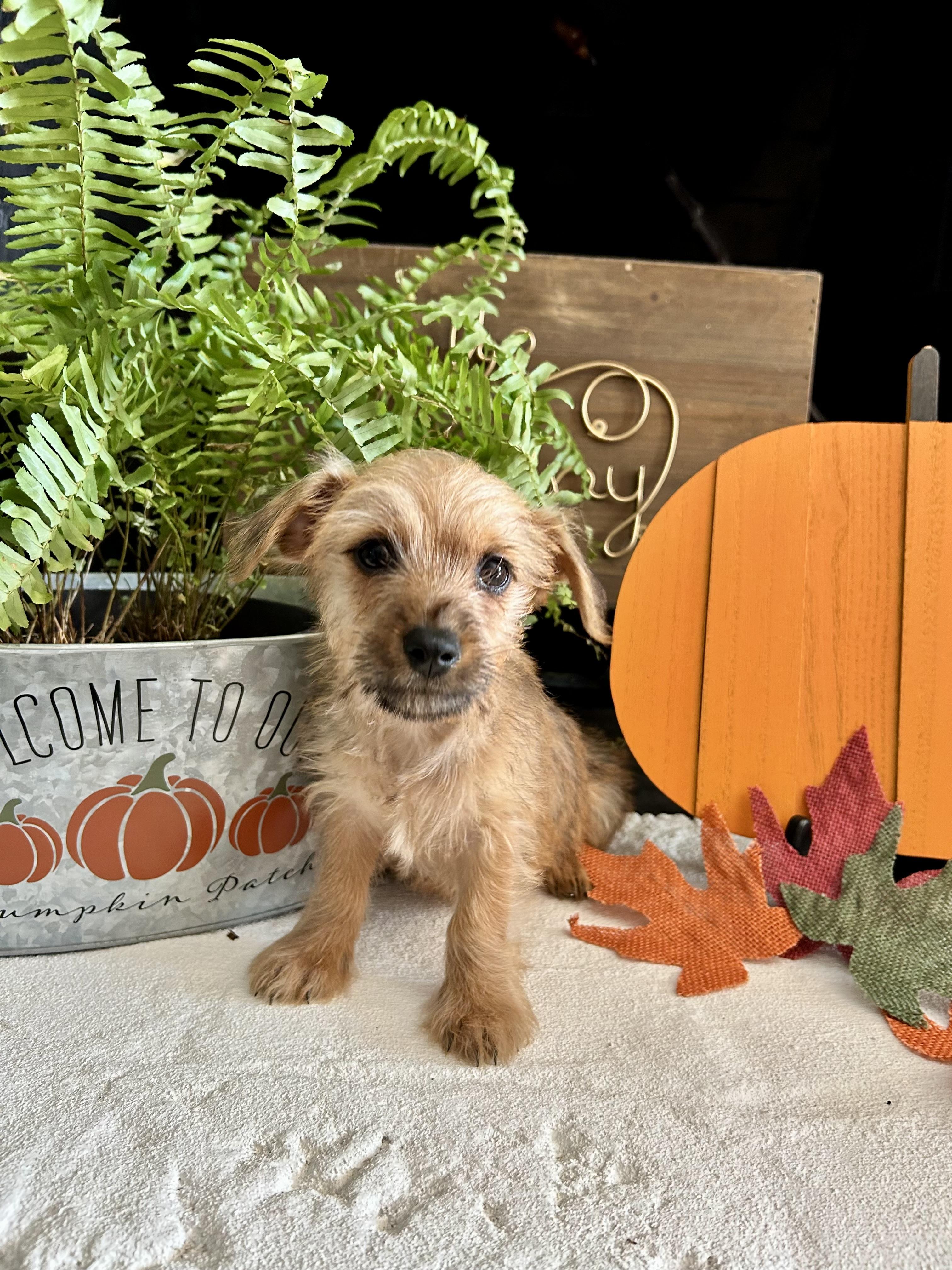 Monroe, a Adoptable mixed breed in Sunset Beach , CA image 2/4