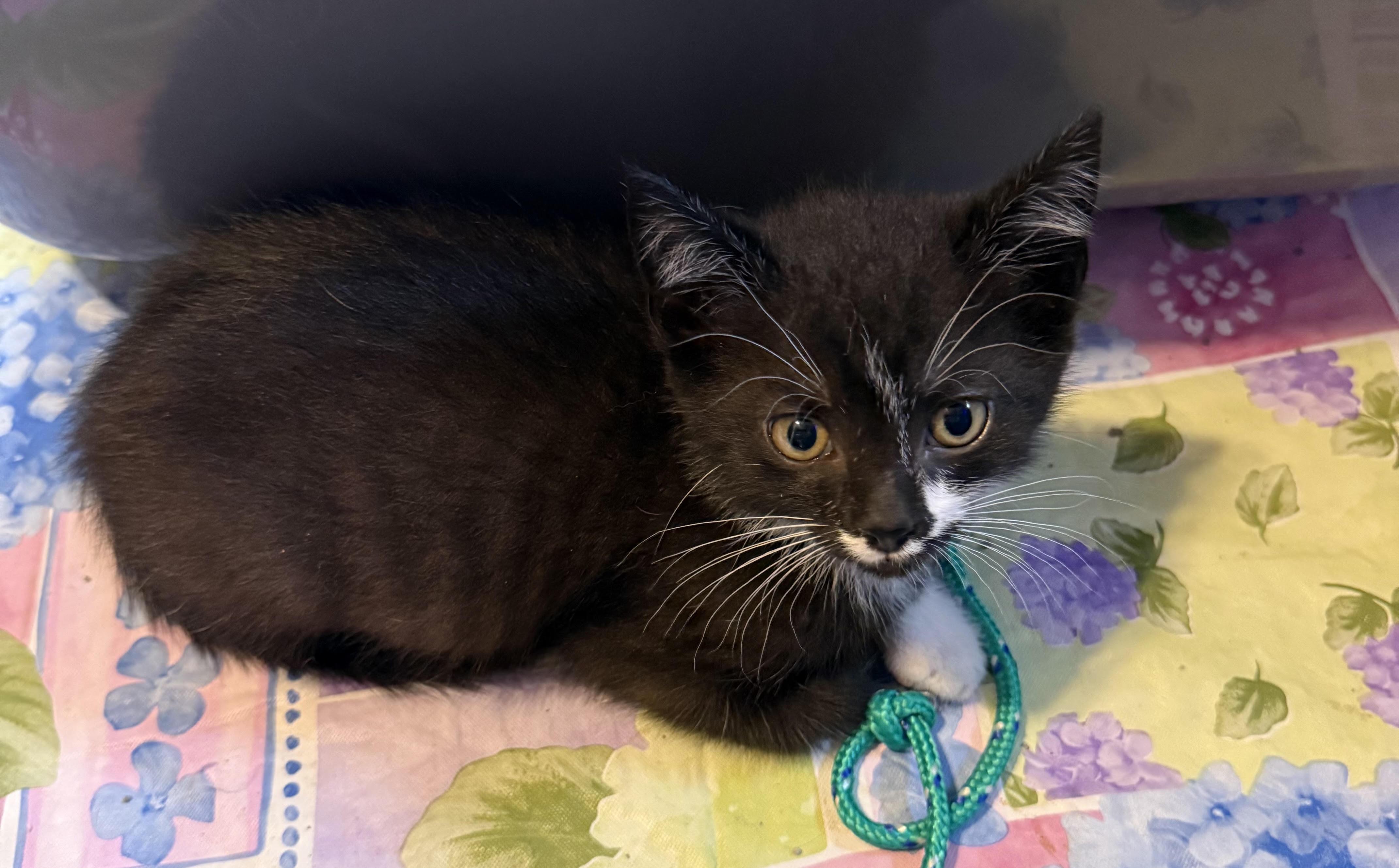 Enlarge Onyx, an adopted Domestic Medium Hair in Avon, NY image 1/1