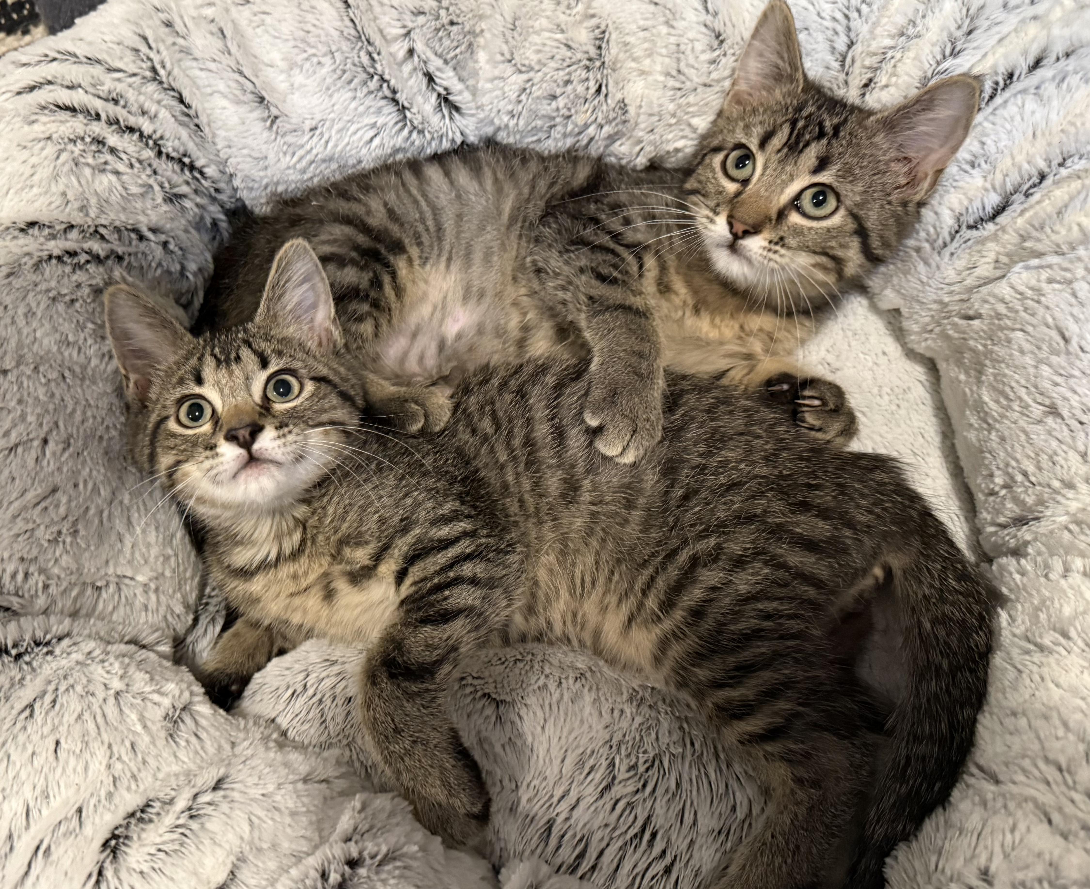 Enlarge ALICE and TEDDY, an adopted Domestic Short Hair in Owatonna, MN image 1/1
