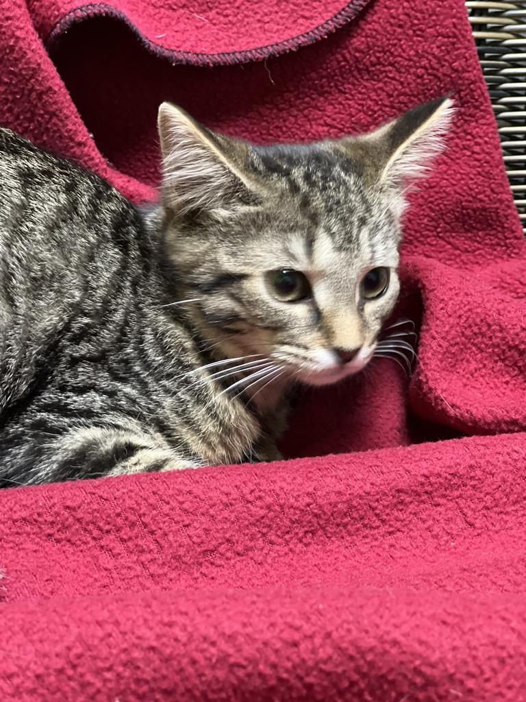 Clover, an adoptable Domestic Short Hair in Jackson, MI image 3/3