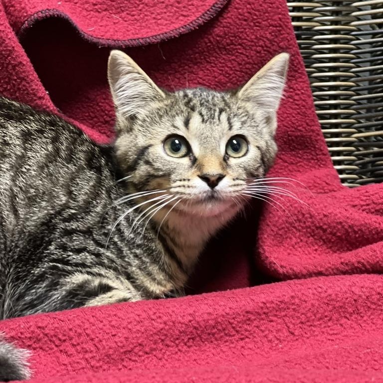 Clover, adoptable, Kitten Female Domestic Short Hair.